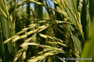 大米加工设备多少钱一套_大米加工设备_大米加工设备有哪些
